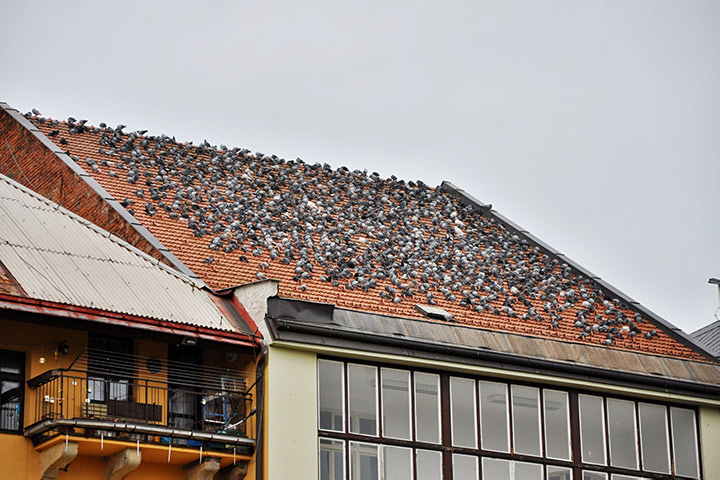 A2B Pest Control are able to install spikes to deter birds from roofs in Eton. 