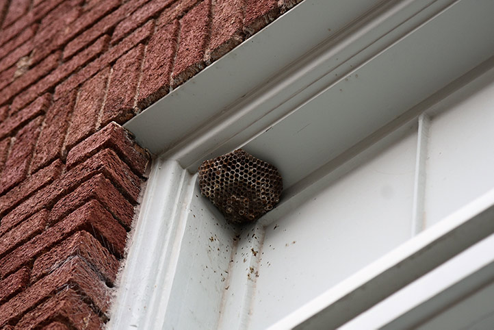 We provide a wasp nest removal service for domestic and commercial properties in Eton.